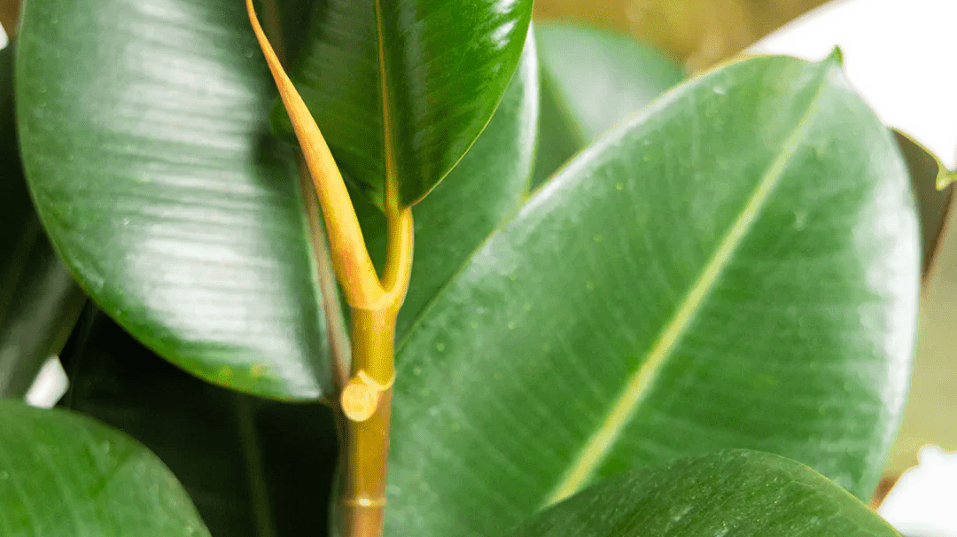 Ultimate Guide to Rubber Plants - Chive Ceramics Studio