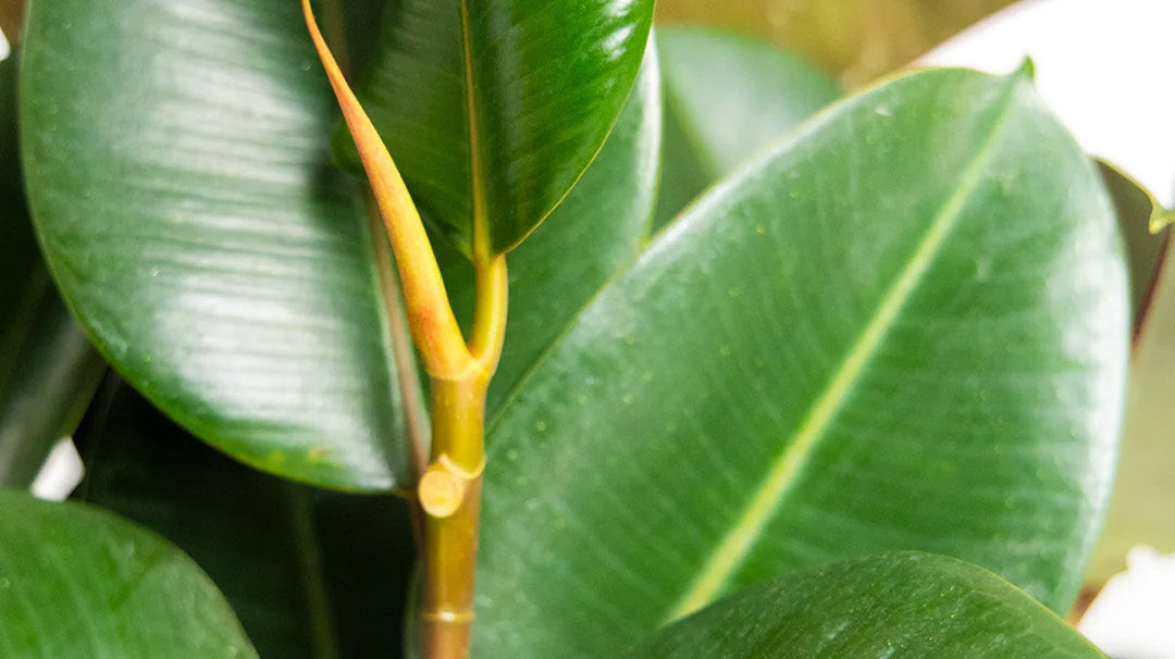 Ultimate Guide to Rubber Plants - Chive Ceramics Studio