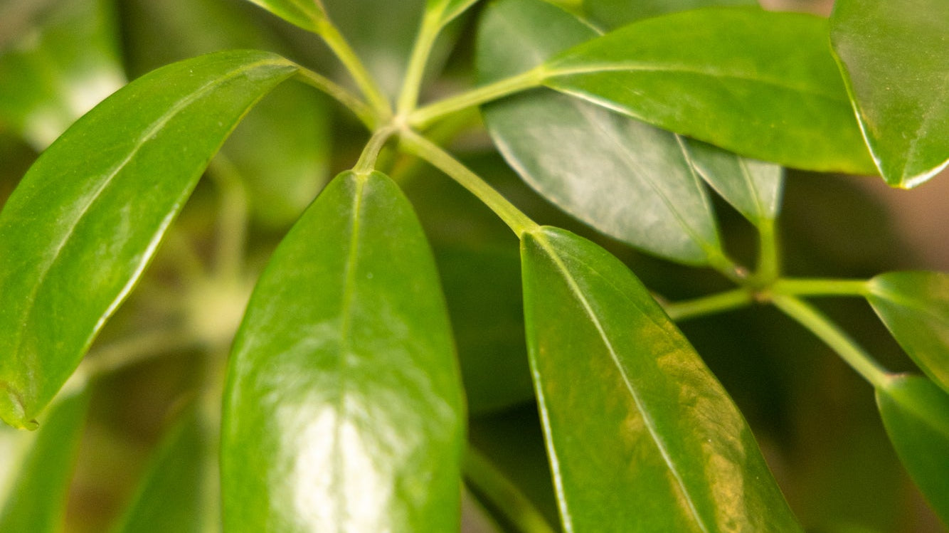 The Botanical Circus: A Guide to Large Plant Care - Chive Ceramics Studio