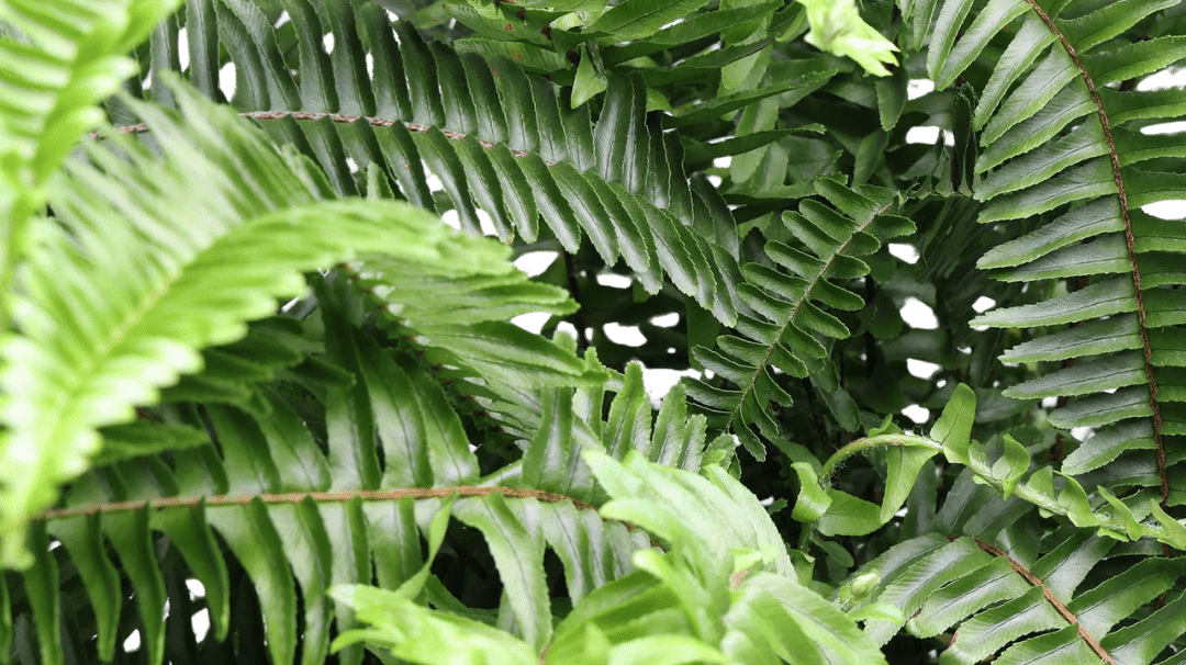Large Indoor Plants for Beginners - Chive Ceramics Studio