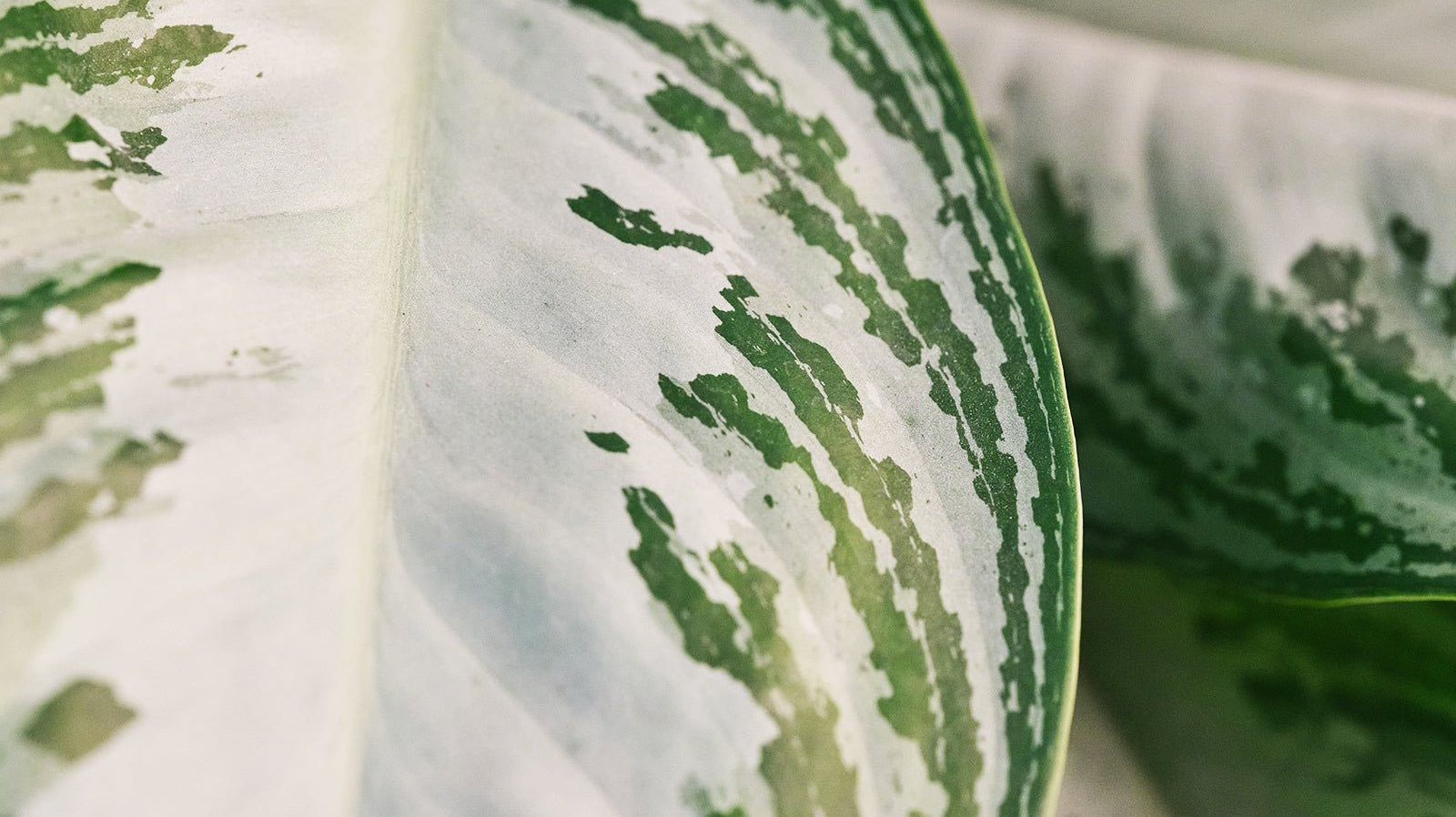 Aglaonema - Chive Ceramics Studio