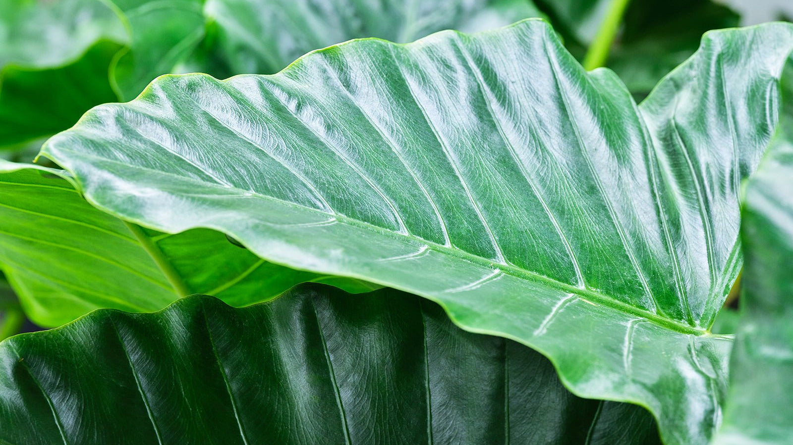 Alocasia - Chive Ceramics Studio
