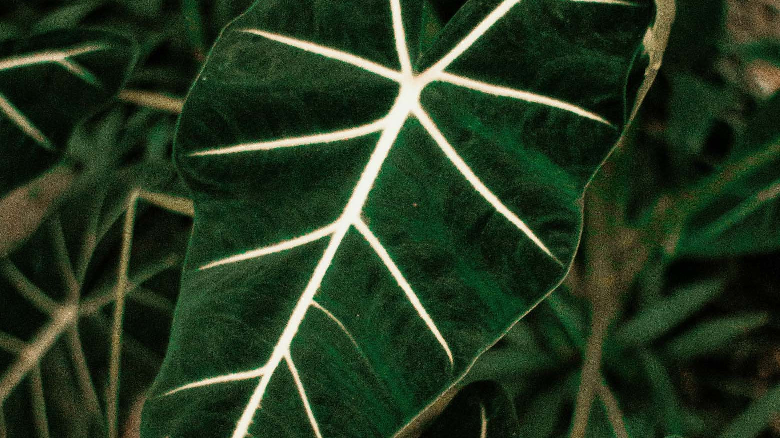 A close-up of a dark green Alocasia leaf with prominent white veins, surrounded by other green foliage.