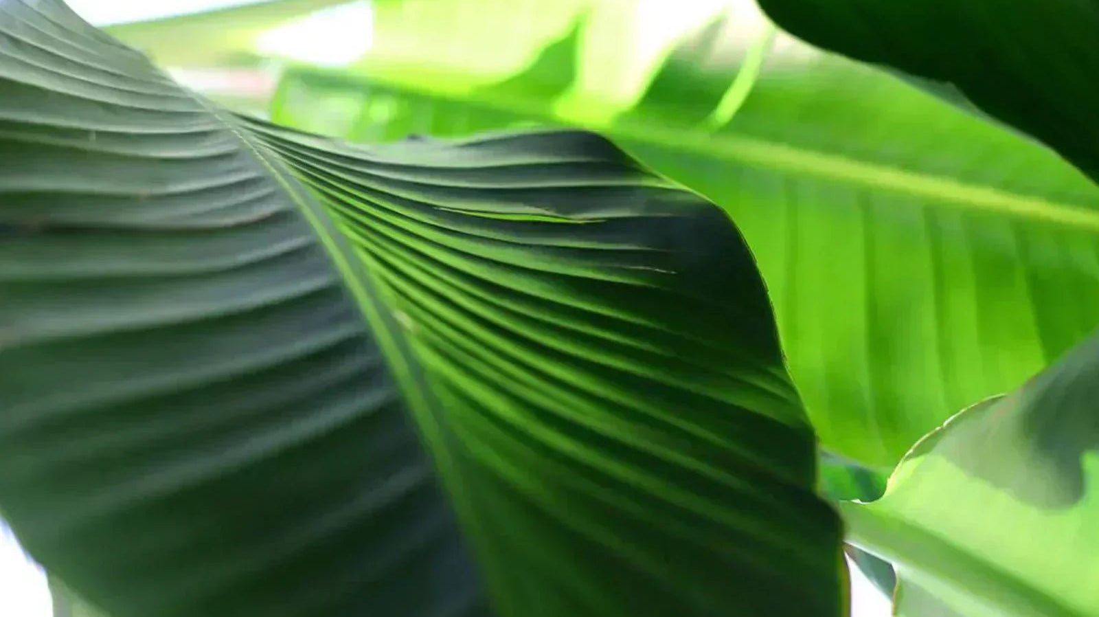 Birds of Paradise - Chive Ceramics Studio