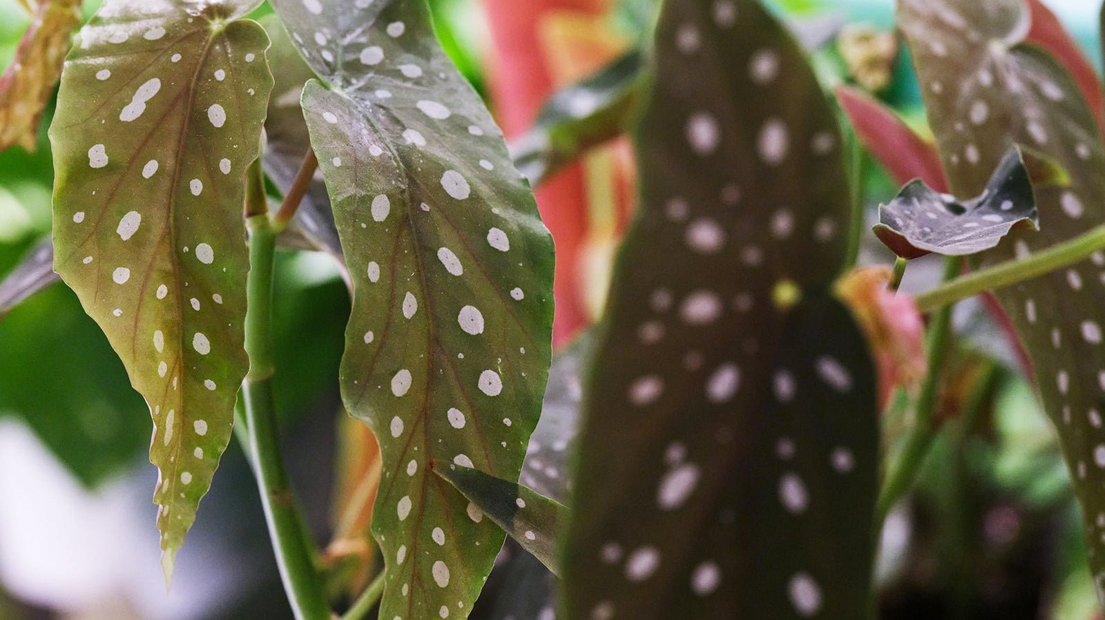 Begonia - Chive Ceramics Studio
