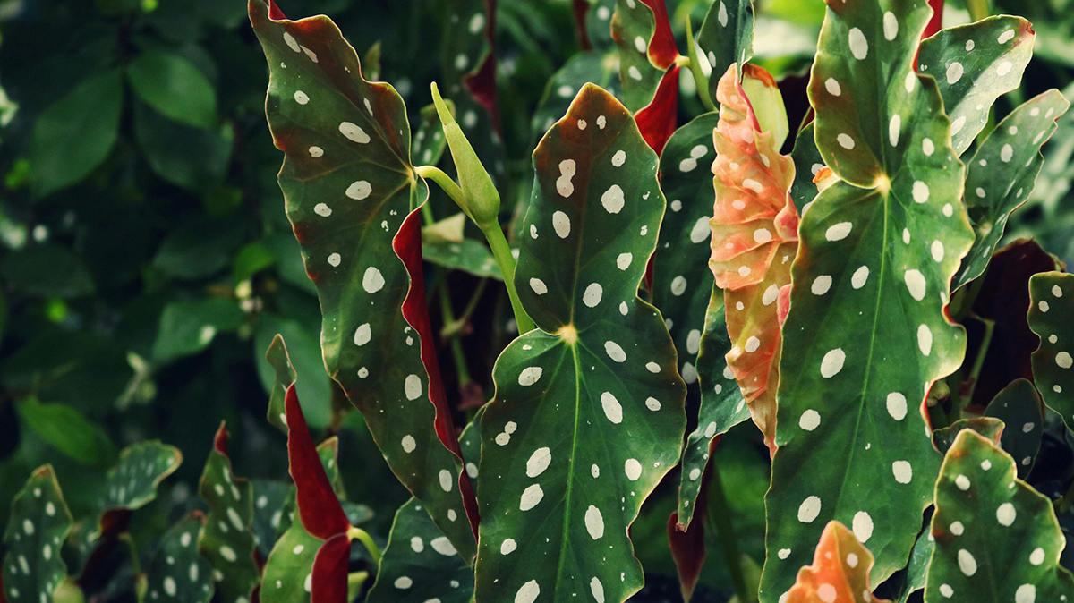 Polka dot begonia with green leaves and white spots - Begonia Care Guide by Chive Studio