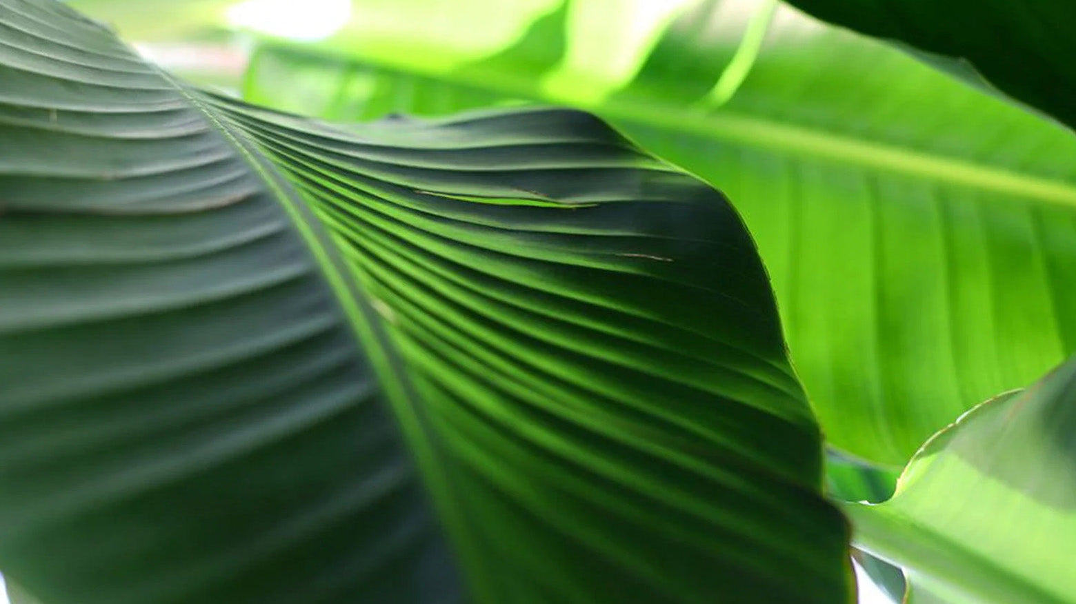 Close-up of large green bird of paradise leaves with prominent ribbed veins and soft natural light filtering through - Chive Studio