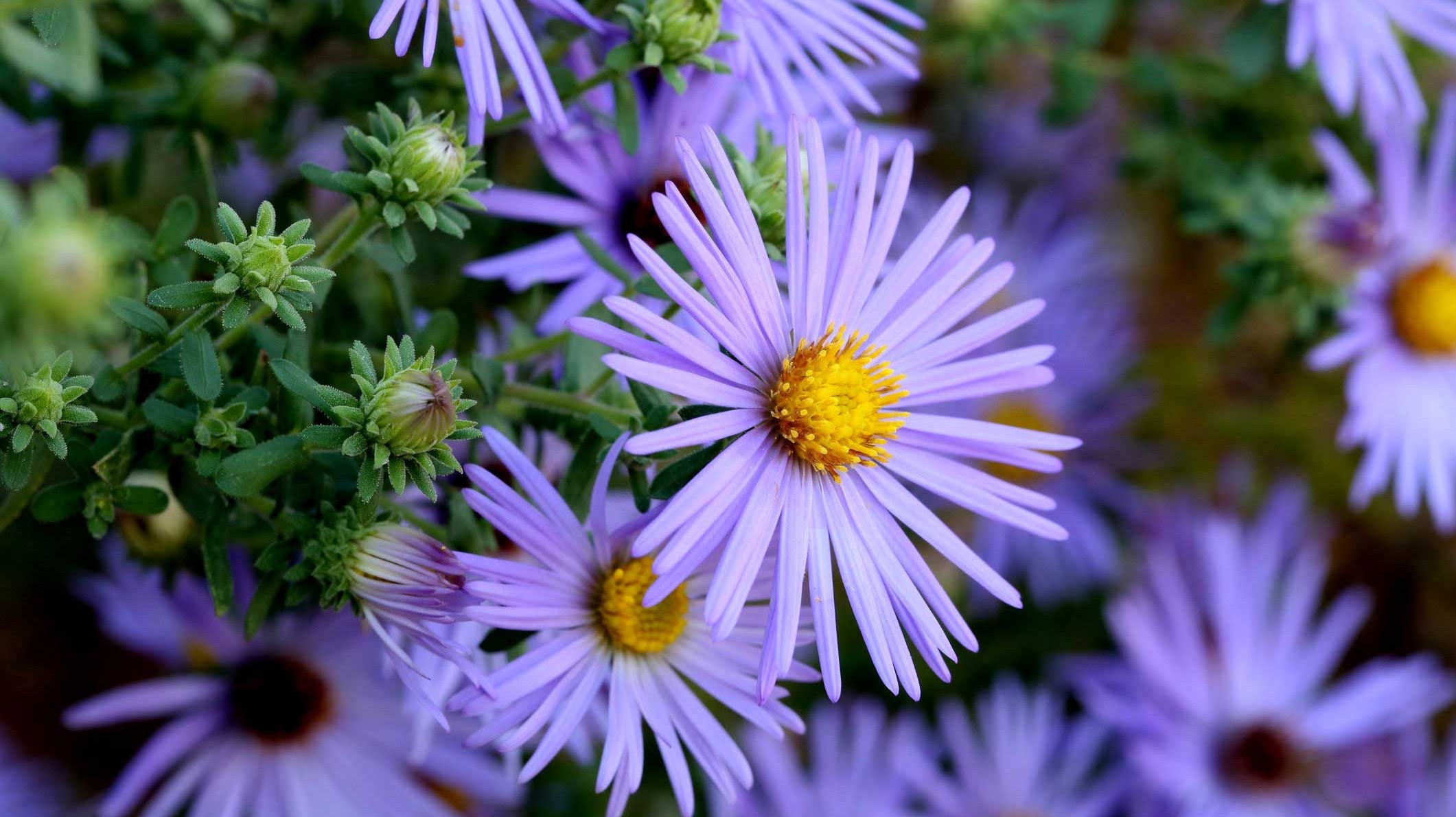 The Best 10 Styles of Vases - Chive Ceramics Studio