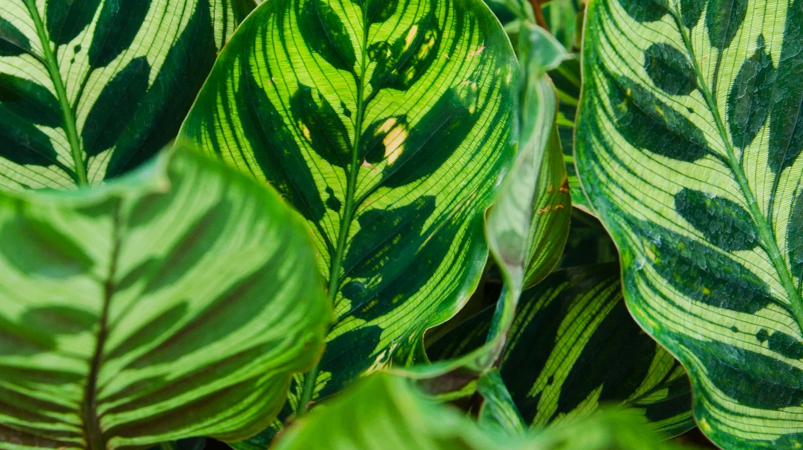 Calathea - Chive Ceramics Studio