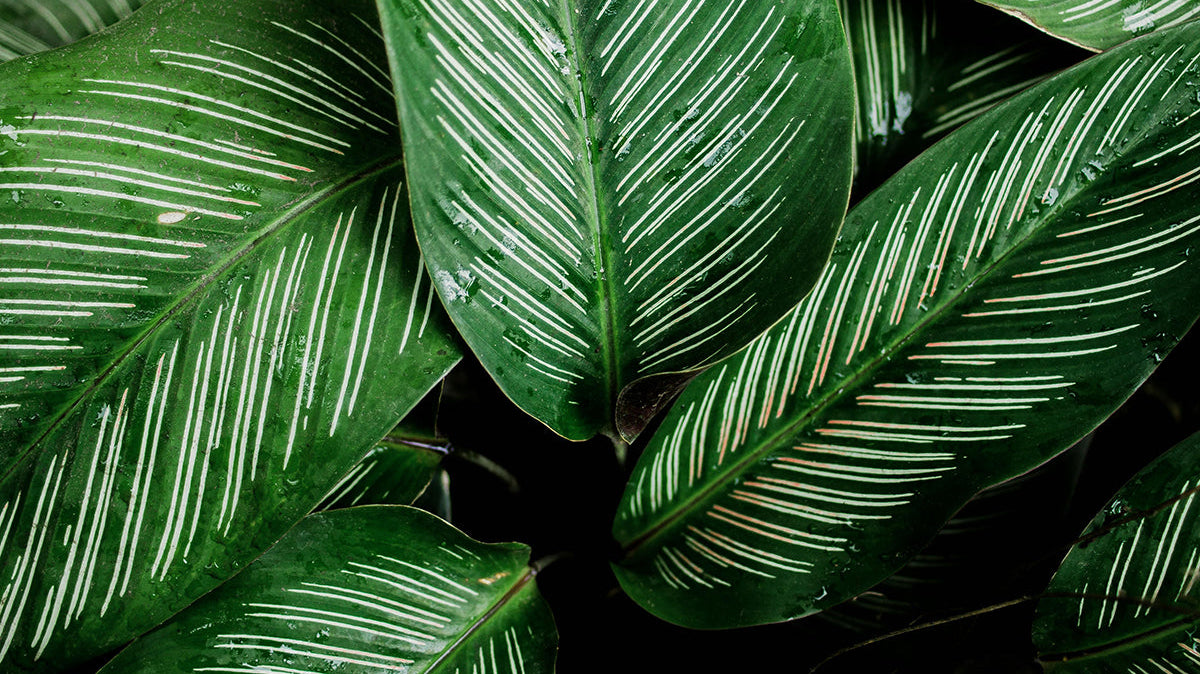 Calathea Plant Care: Beautiful, Difficult, Worth It