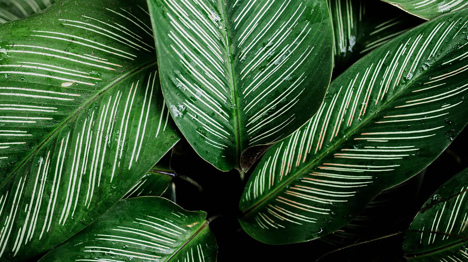 Calathea Care: The Complete Guide