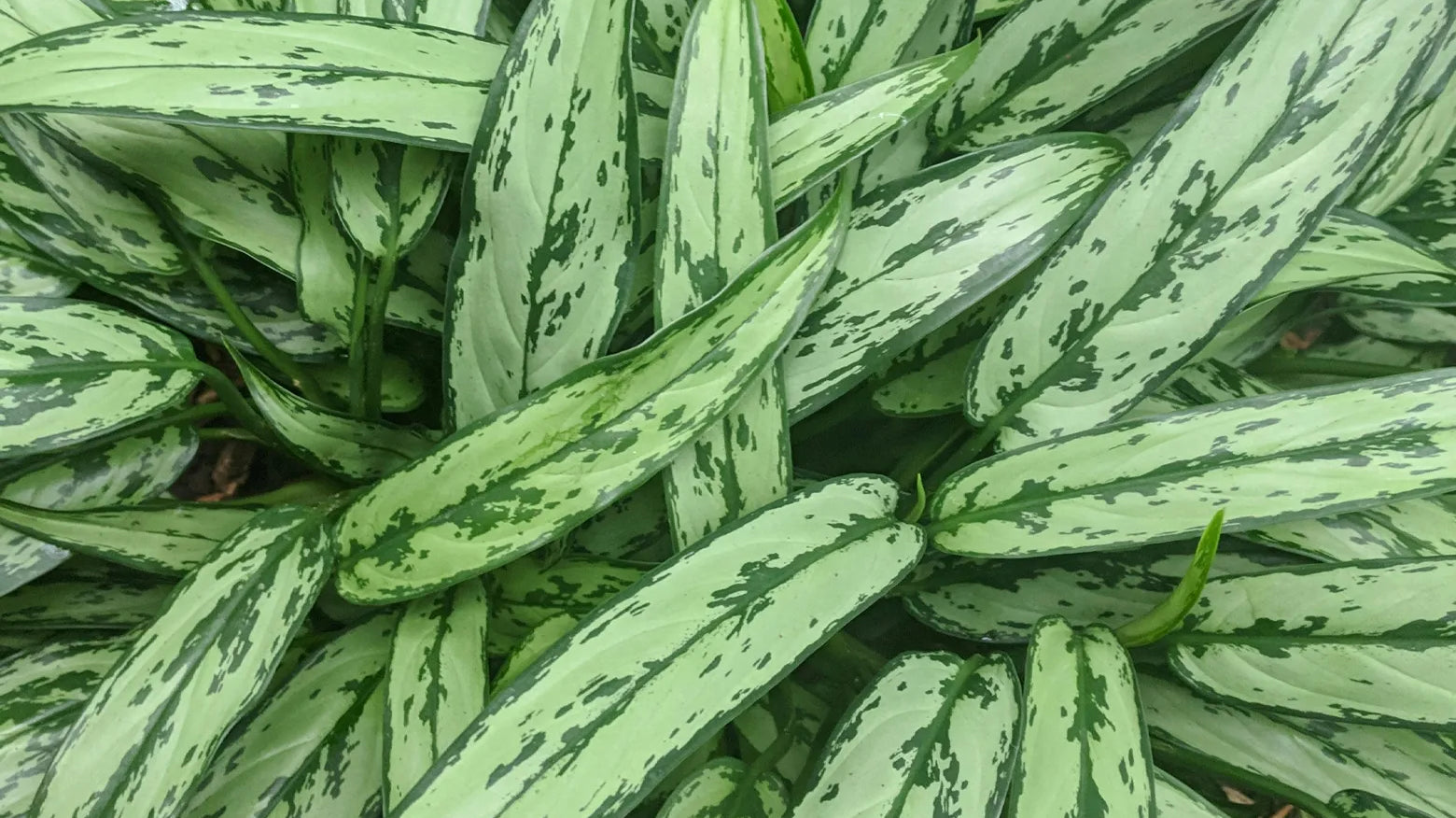 Close-up of a Chinese evergreen plant with long, broad green leaves featuring prominent light and dark green variegated patterns.