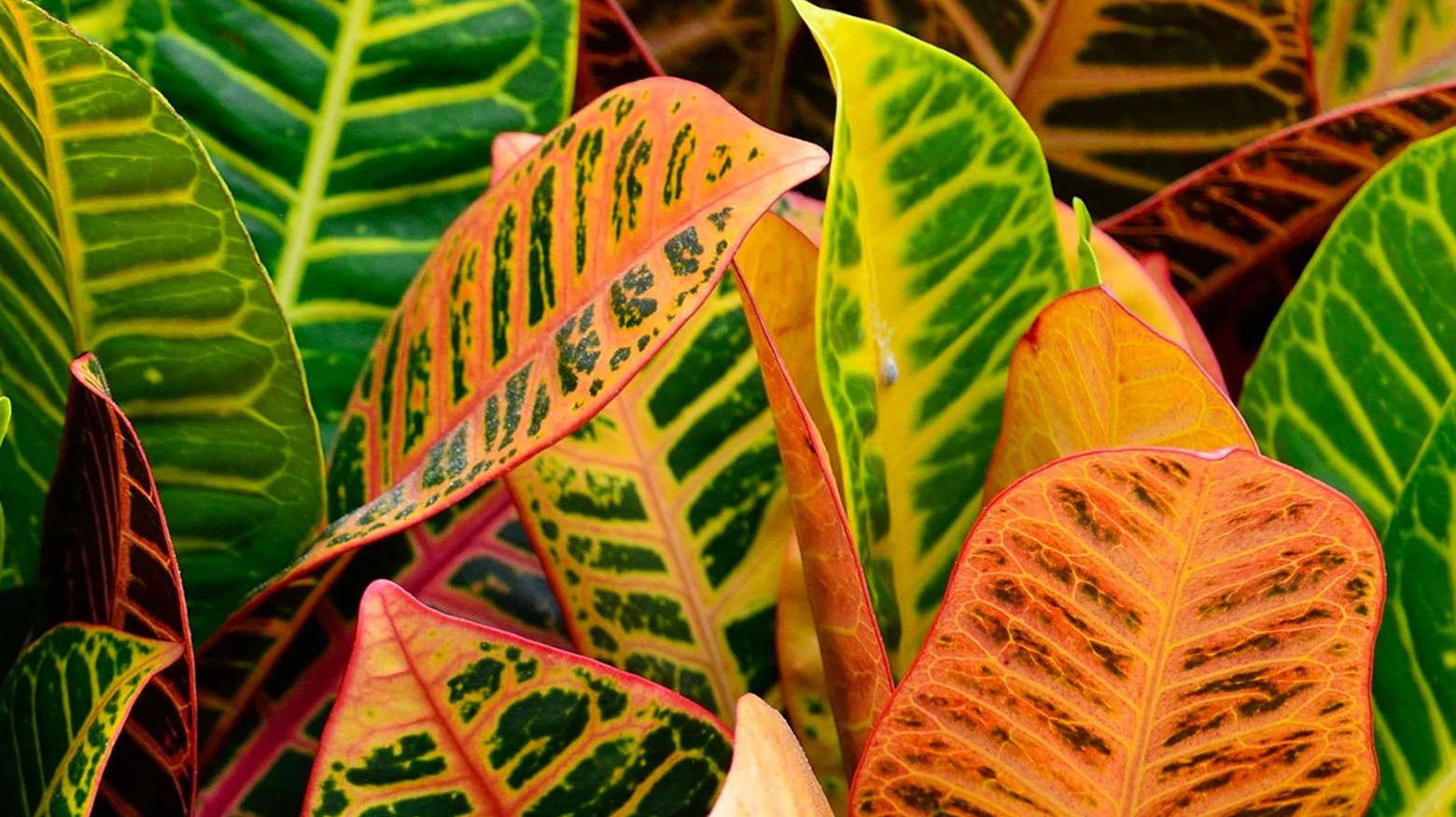 Close-up of Croton Plants showing vibrant orange and green leaves - Chive Studio