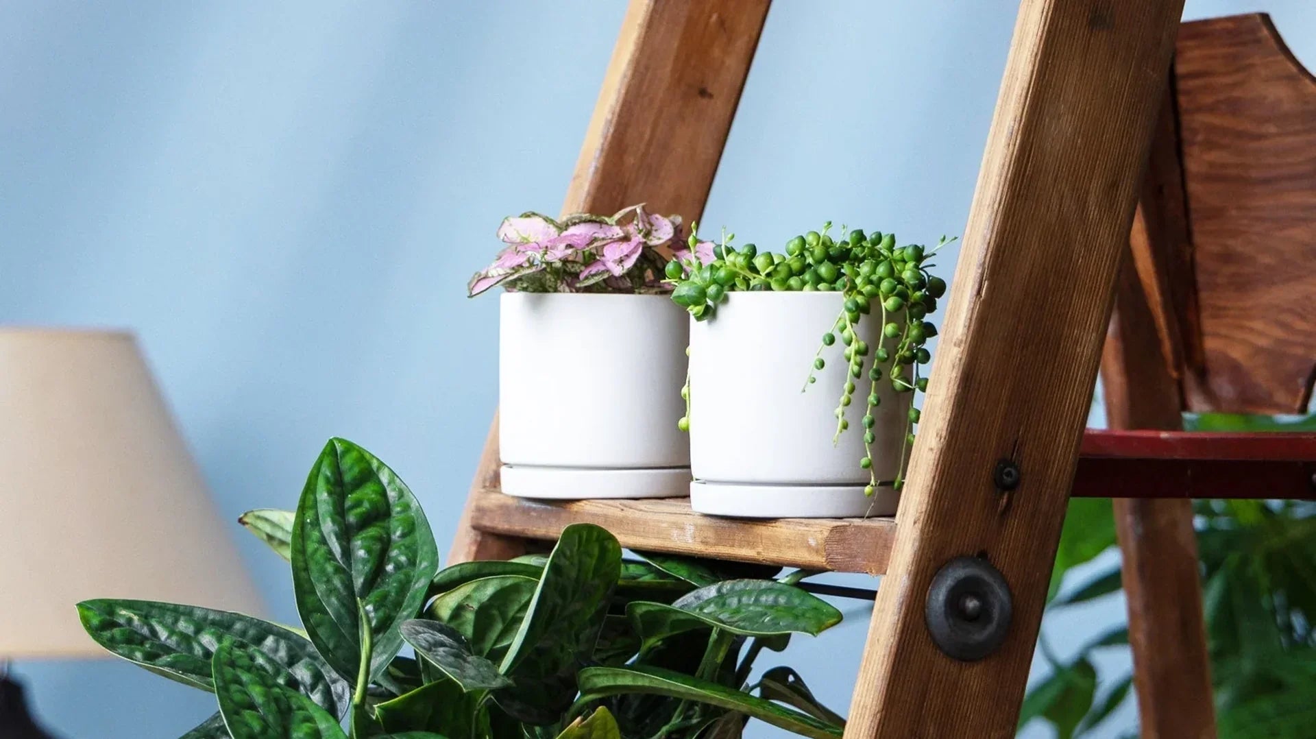 Plants for Beginners: A Foolproof Guide to Starting Your Plant Journey - Chive Ceramics Studio