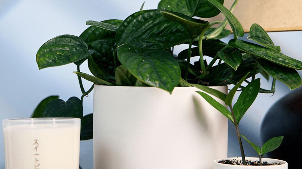 How to measure a plant pot - Chive Studio