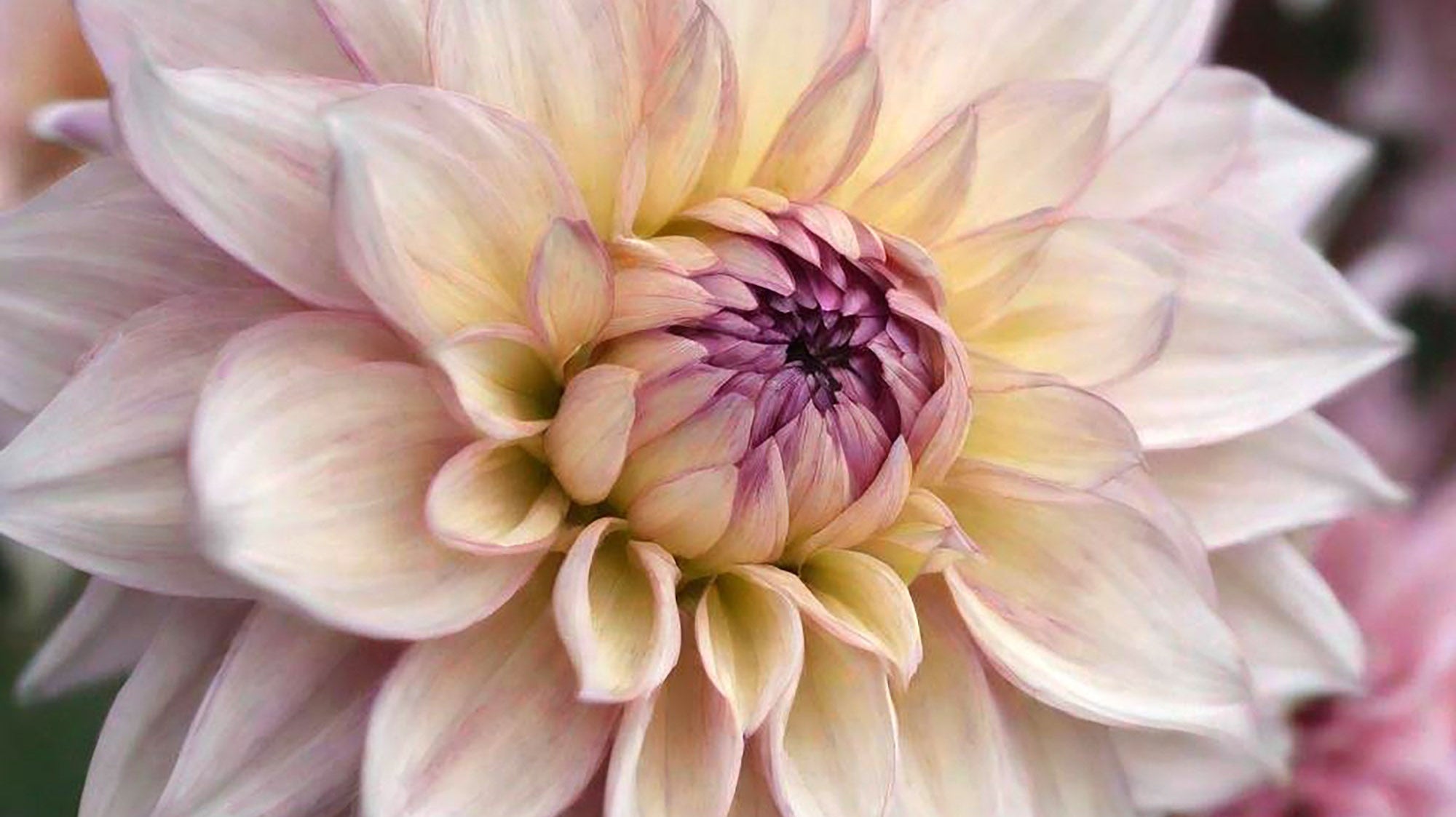 How to grow dahlias from seeds - Chive Ceramics Studio