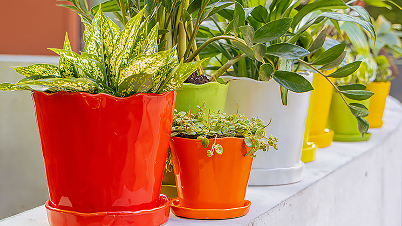 Do Plant Pots Need Drainage Holes? Yes. Here’s Why - Chive Studio, Toronto