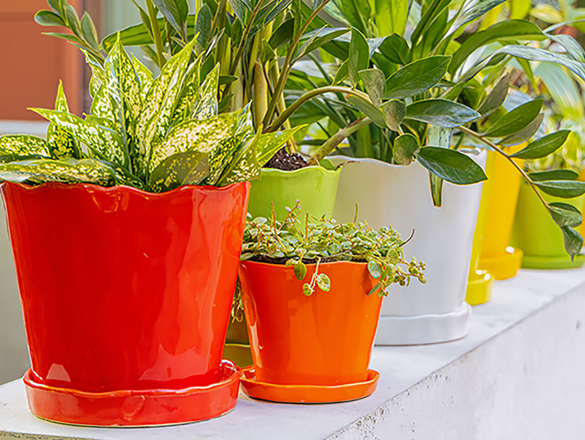 Do Plant Pots Need Drainage Holes? Yes. Here’s Why - Chive Studio, Toronto