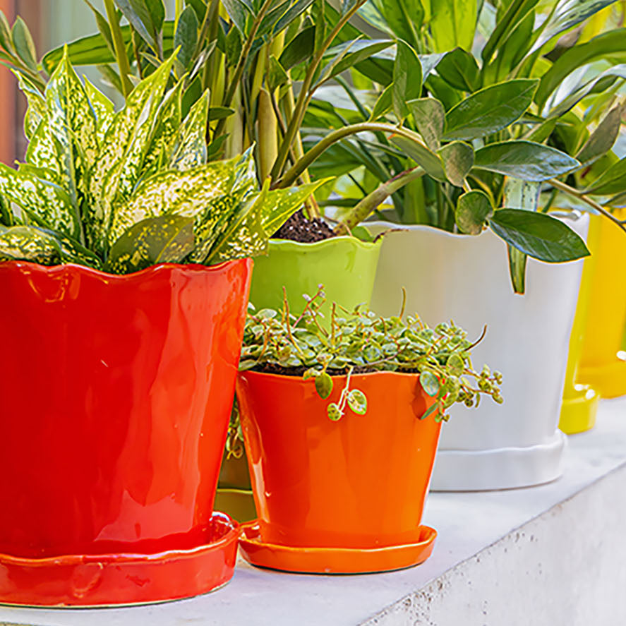 Do Plant Pots Need Drainage Holes? Yes. Here’s Why - Chive Studio, Toronto