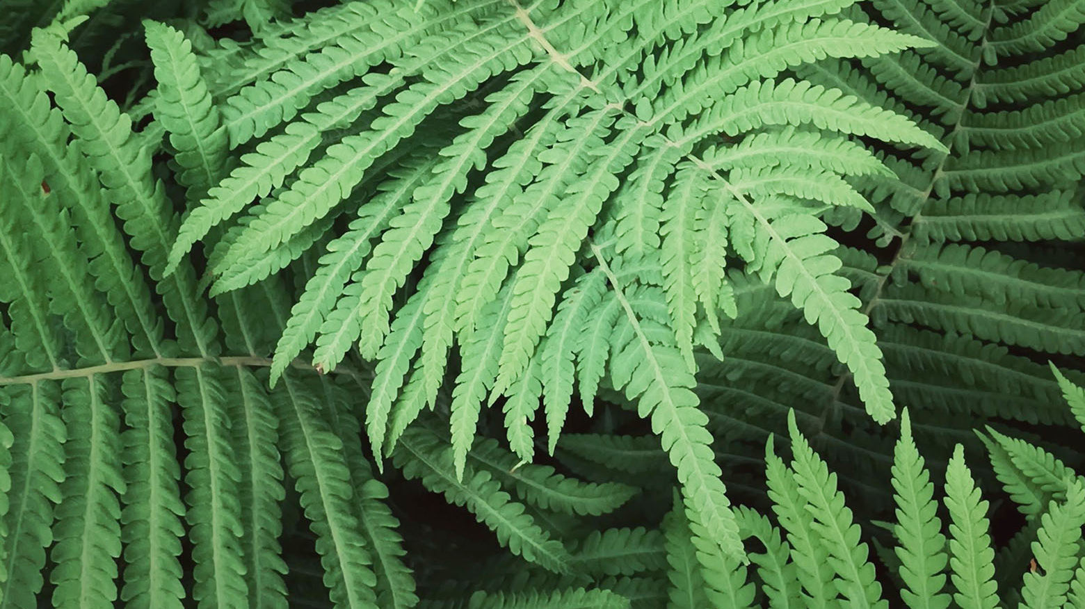 Close-up of fresh green leafy fern plant with prominent textured leaves - Chive Studio