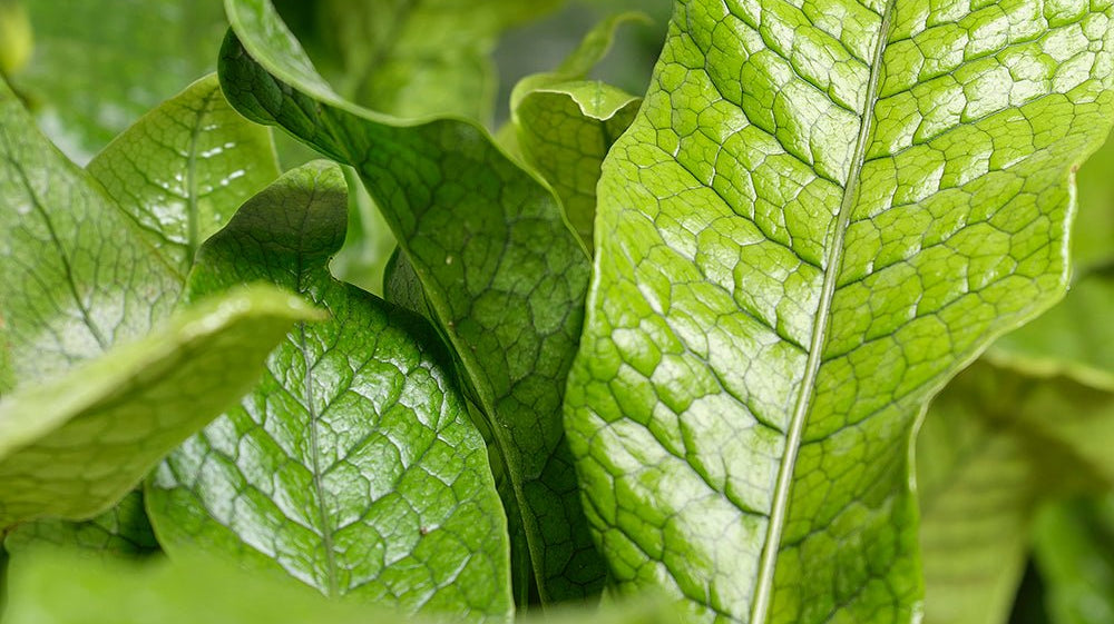 Fern - Chive Ceramics Studio