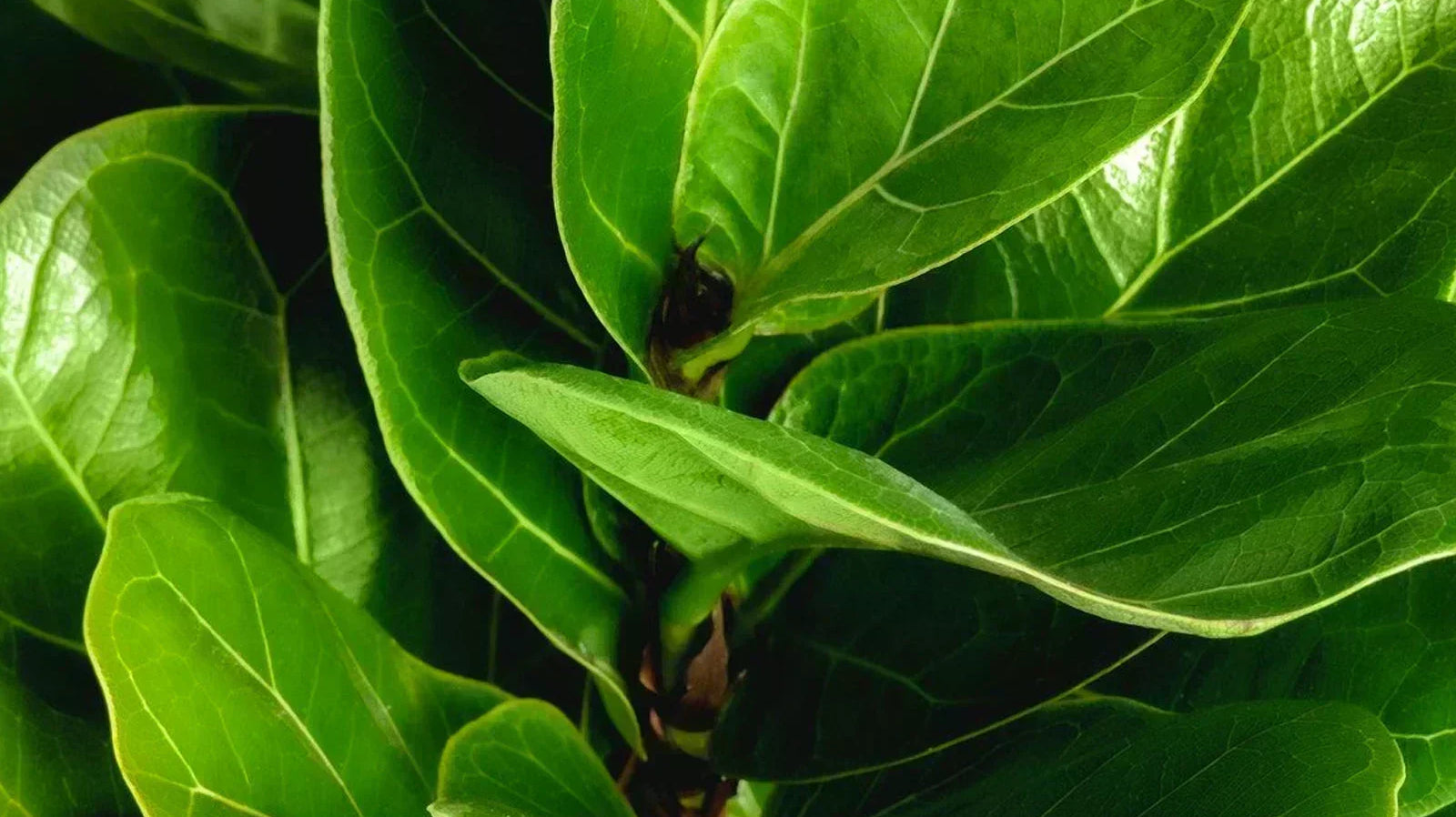 Ficus Care: Everything Your Ficus Isn't Telling You
