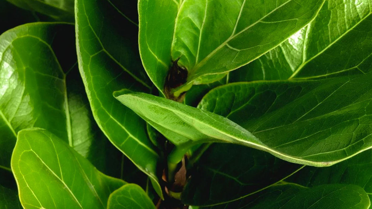 Close up of Ficus Houseplant showing vibrant green leaves and veins - Chive Studio