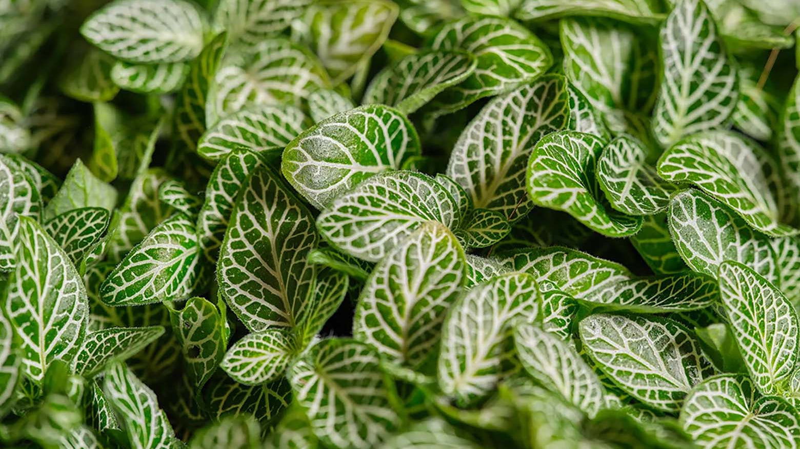 Close-up of Fittonia plants showing green leaves with white veins — Chive Studio