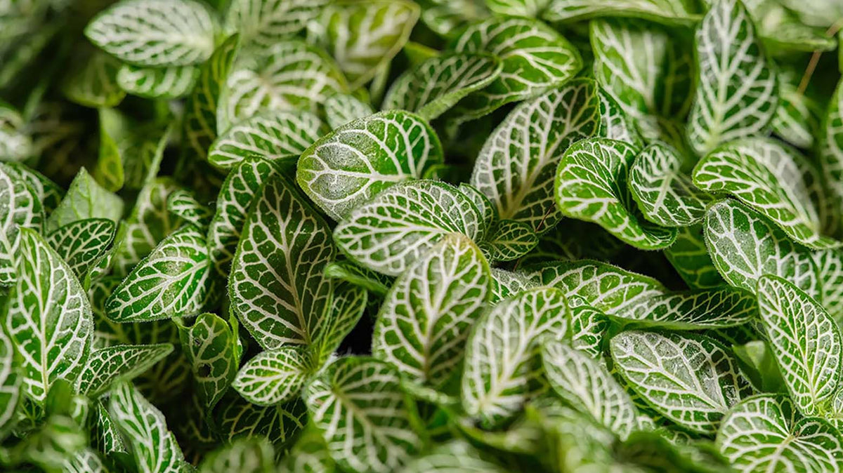 Fittonia (Nerve Plant) Care: Light, Water, Varieties - Chive Studio
