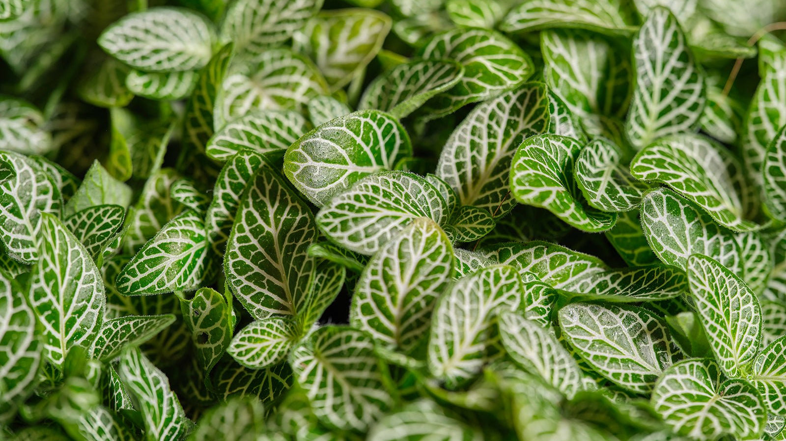 Chive Studio Fittonia plant care - close up of fittonia leaves showing white veins