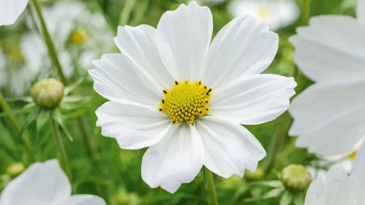 Why Are Flowers Important? A Deeply Unserious Guide for the Botanically Challenged - Chive Ceramics Studio