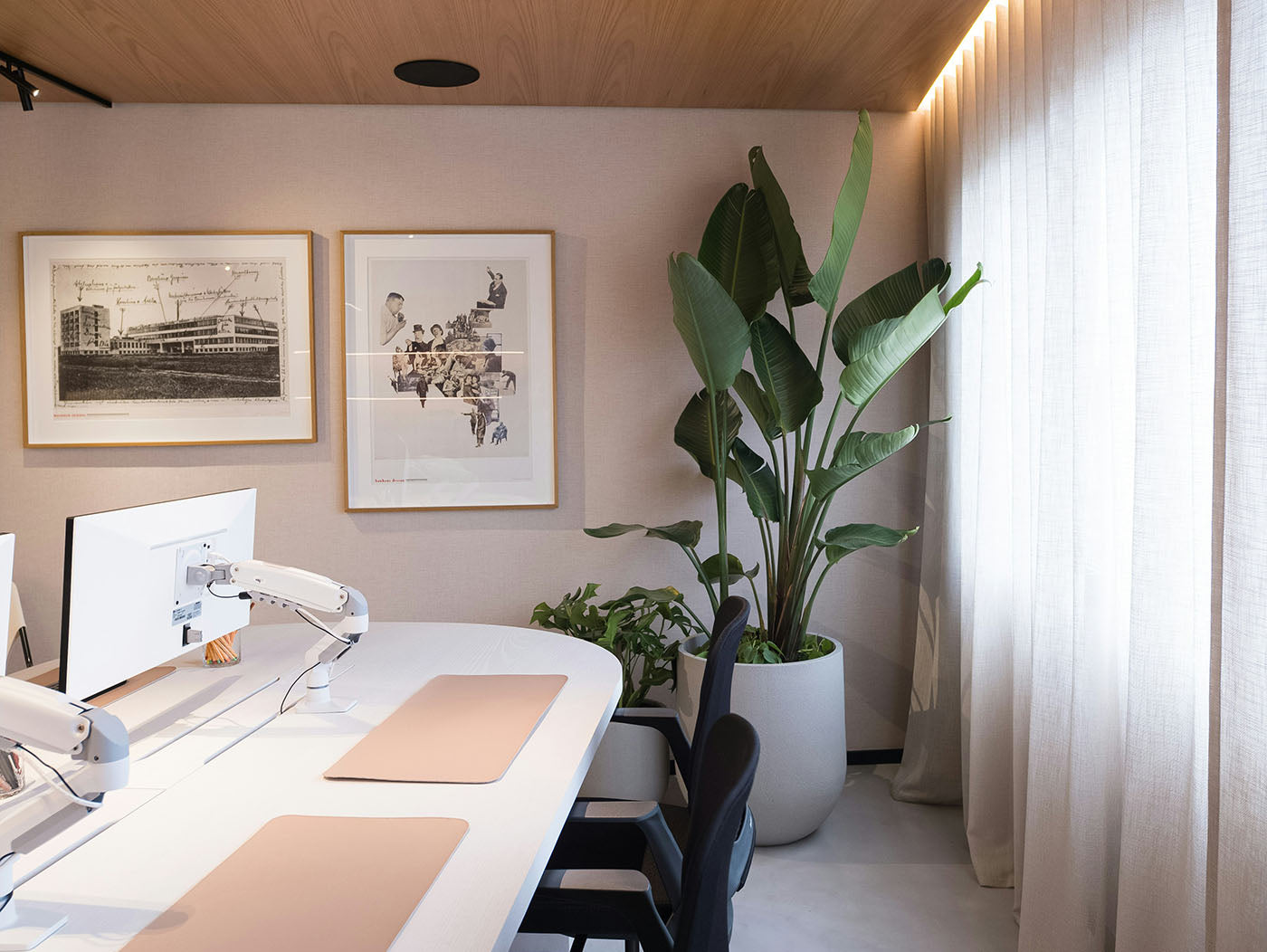 Large Office Plants: Bird of Paradise, Dracaena, Philodendron