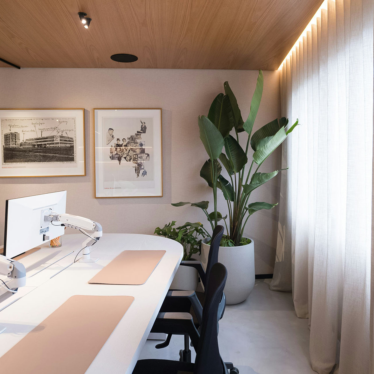 Large Office Plants: Bird of Paradise, Dracaena, Philodendron