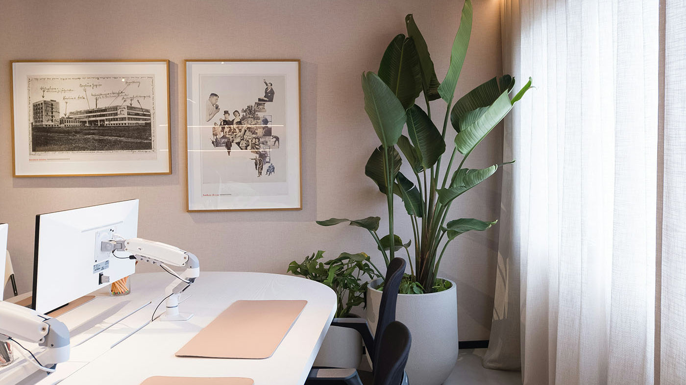 Large Office Plants: Bird of Paradise, Dracaena, Philodendron
