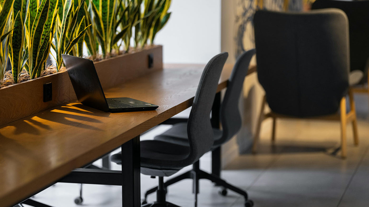 Low Light Office Plants: What Actually Works - Chive Studio, Toronto