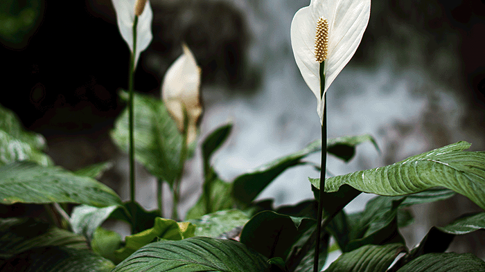 Plants that grow in low light, Chive Studio, Toronto