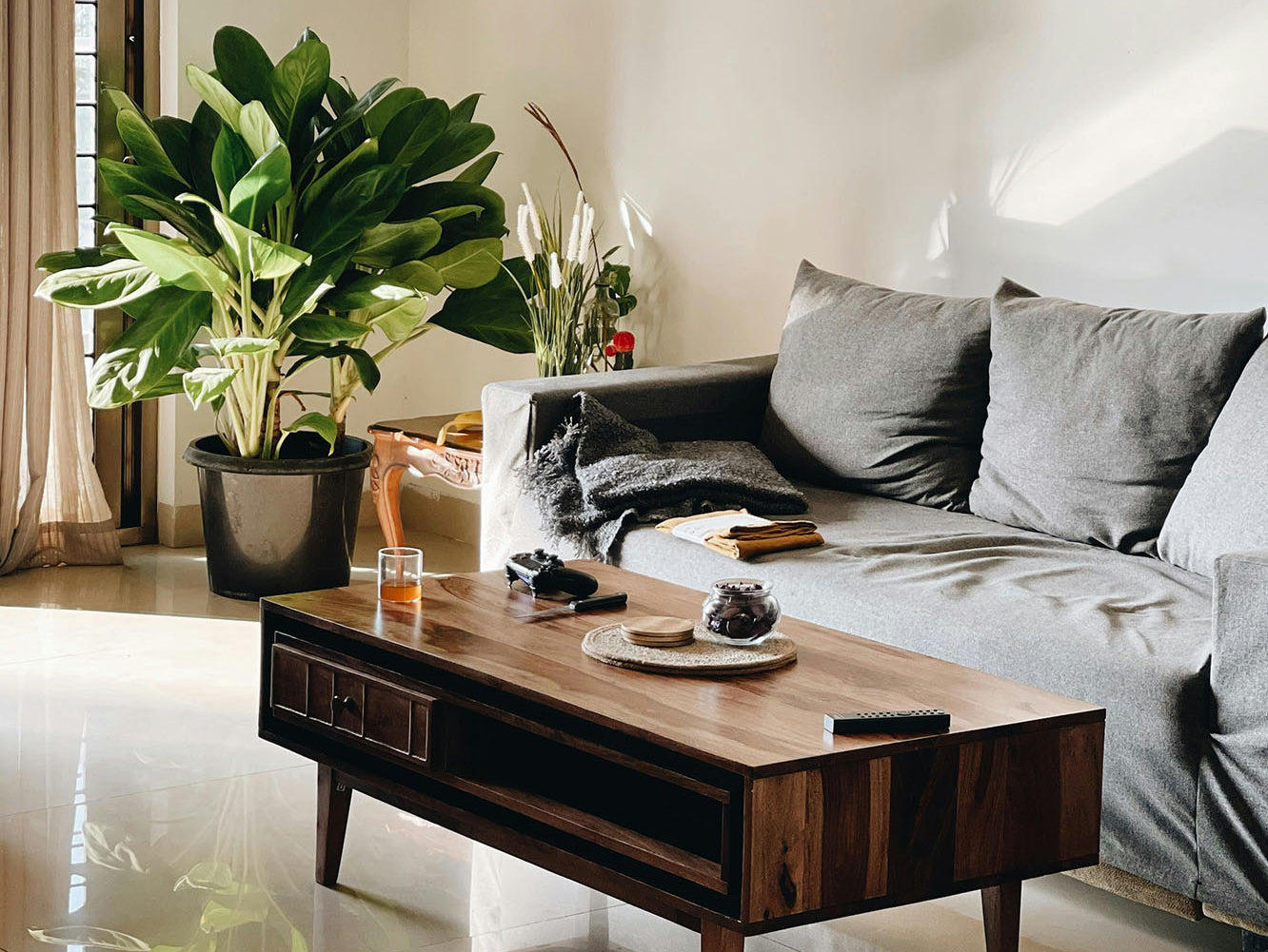 Best low light plants by room — Chive Studio, Toronto