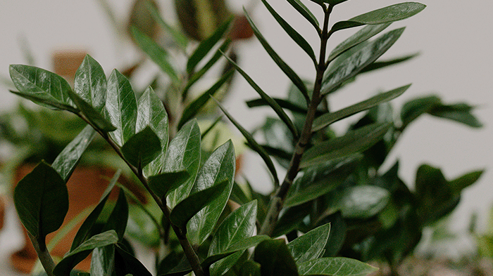 Indoor Plants That Thrive in Low Light - Chive Studio
