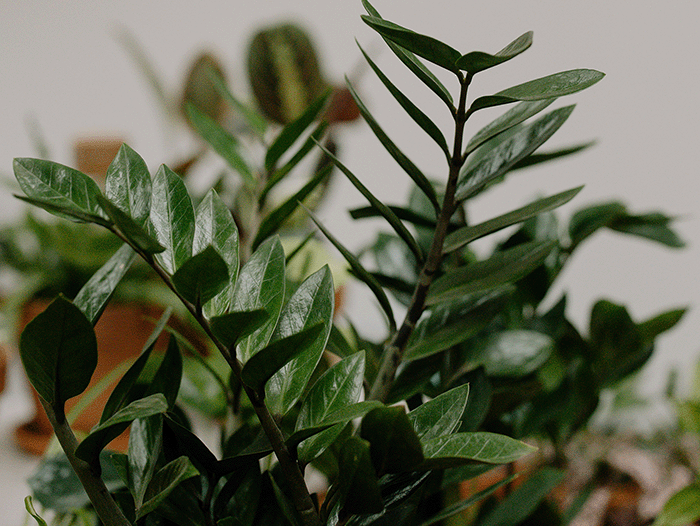 Indoor Plants That Thrive in Low Light - Chive Studio