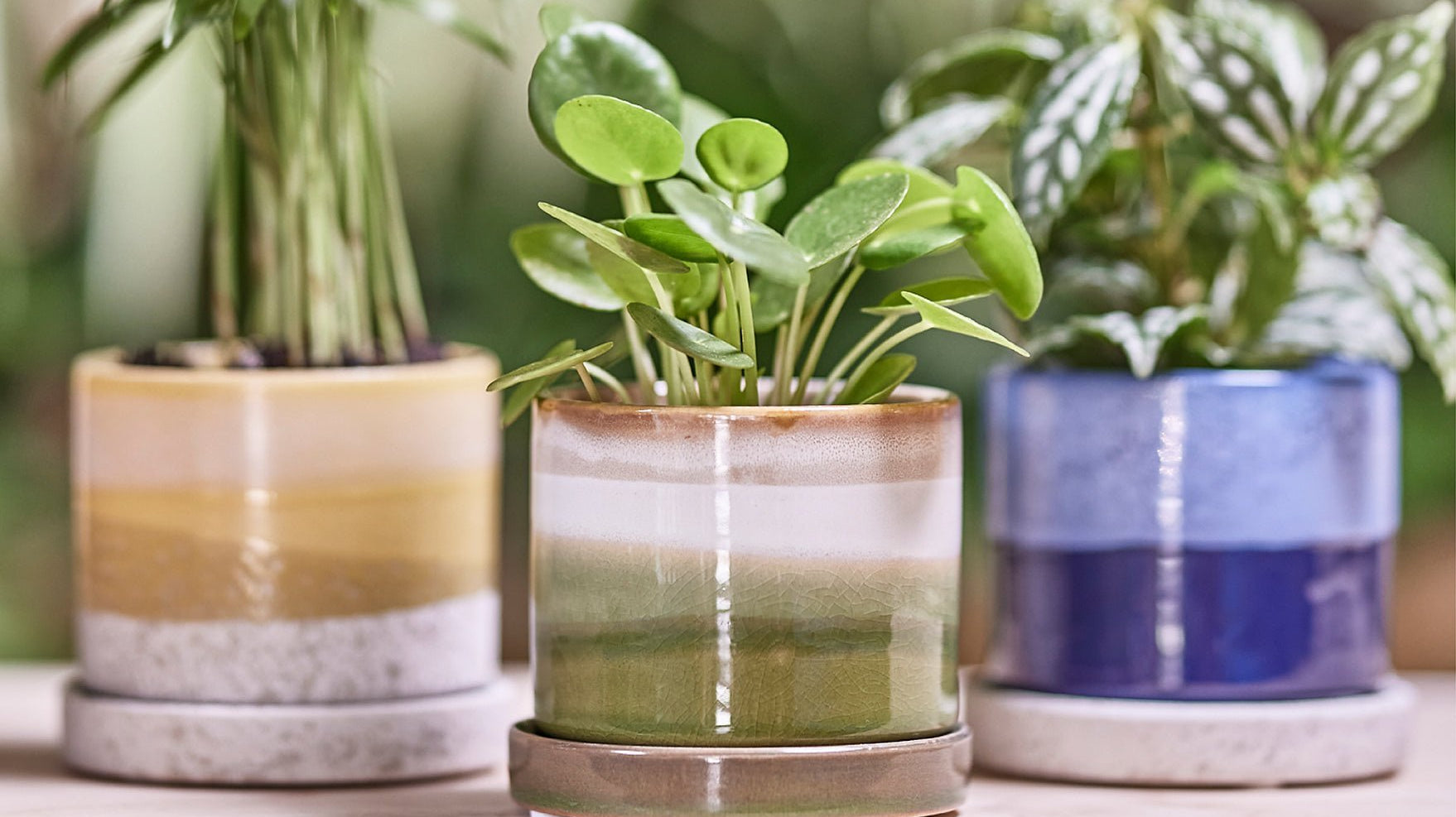 Are Ceramic Pots Good for Plants? - Chive Ceramics Studio
