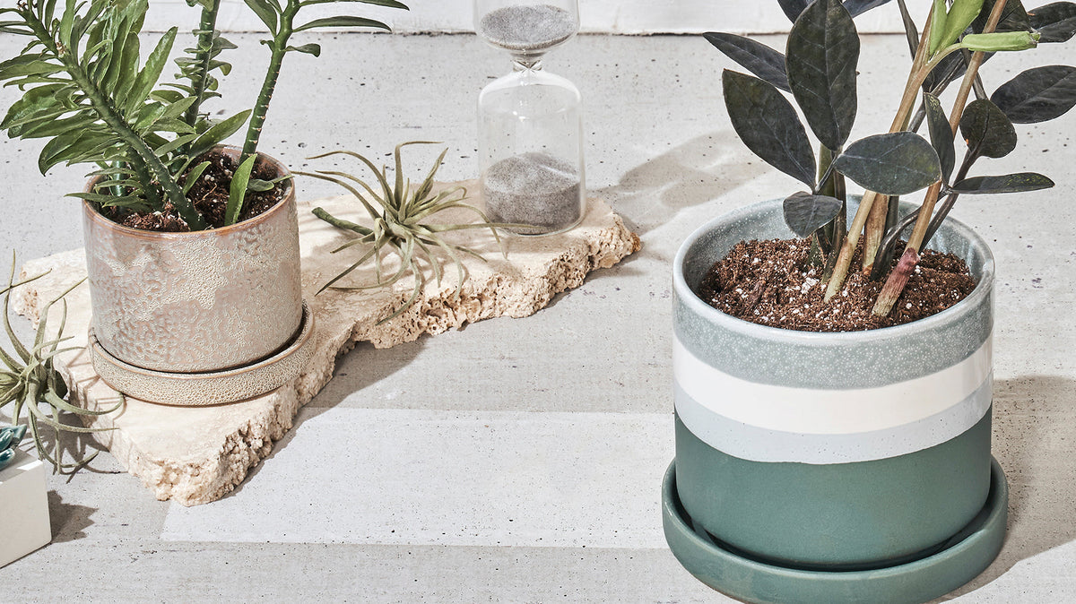 Plants for Small Spaces: A Guide to Compact Greenery for Condos & Apartments - Chive Ceramics Studio