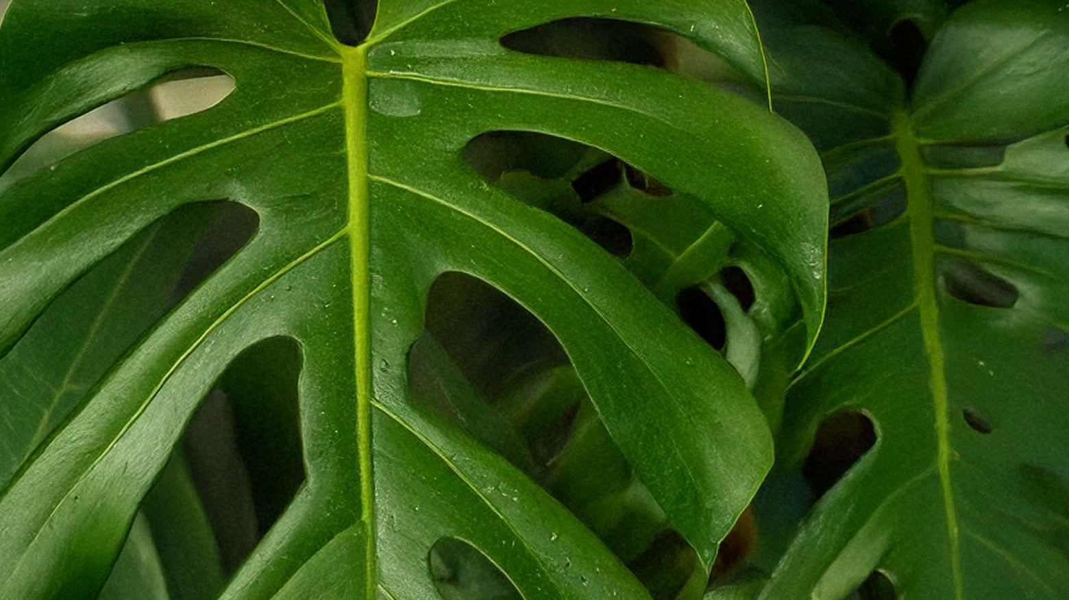 Close-up of a green monstera leaf with natural fenestrations and prominent yellow-green veins, photographed in a lush plant setting.