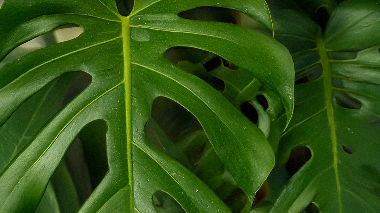 Close-up of a green monstera leaf with natural fenestrations and prominent yellow-green veins, photographed in a lush plant setting.