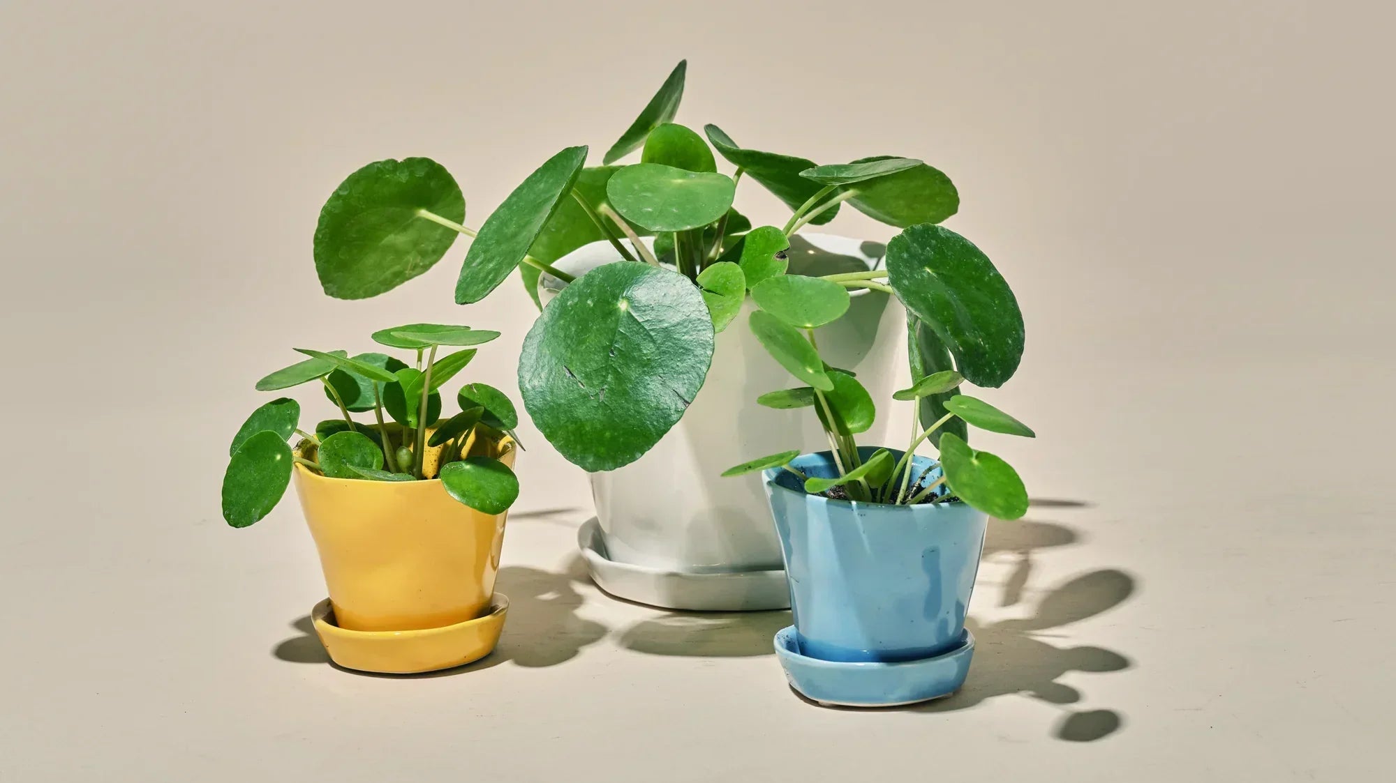 Ceramic Plant Pots - Chive Ceramics Studio