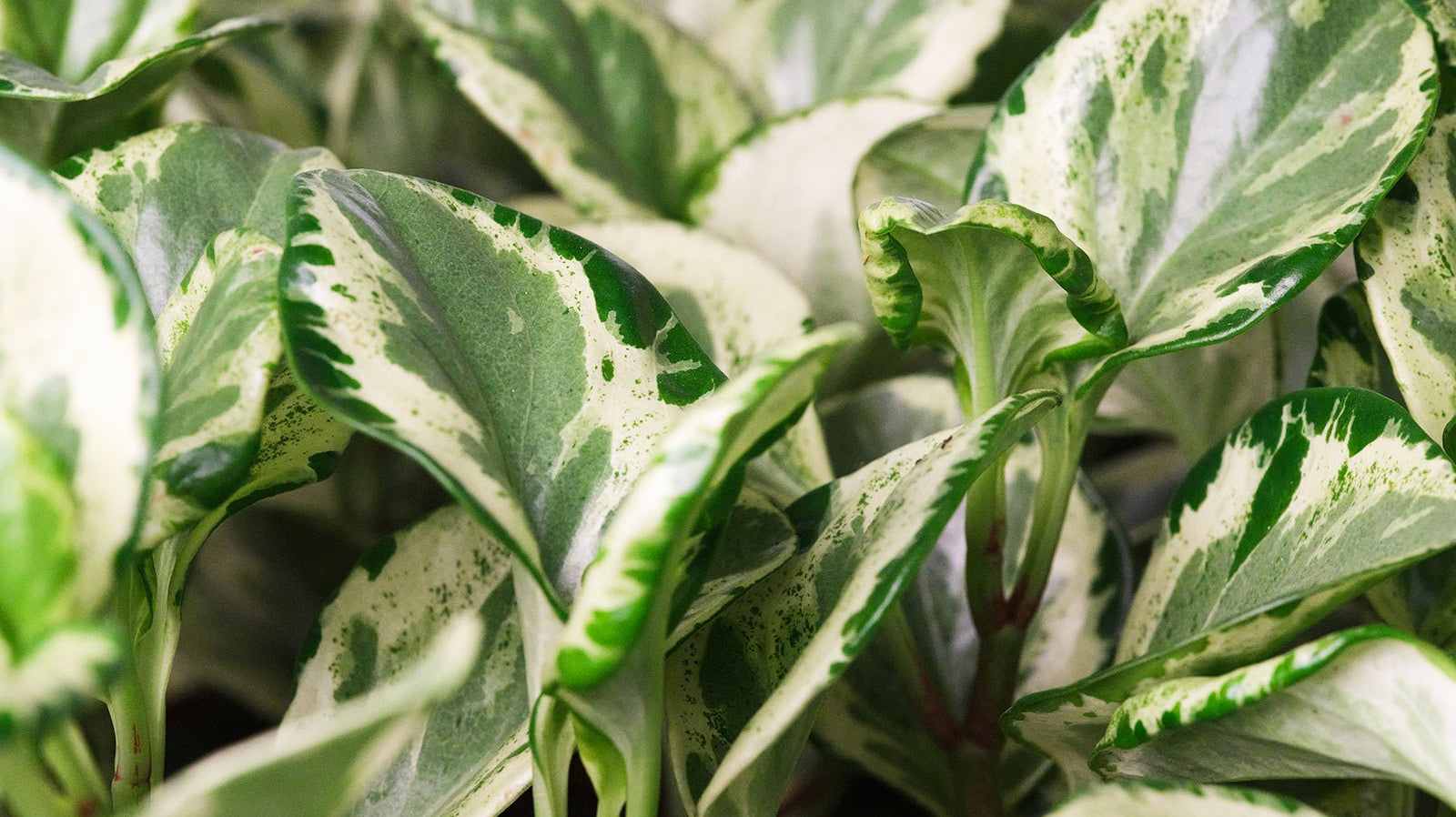 Peperomia - Chive Ceramics Studio