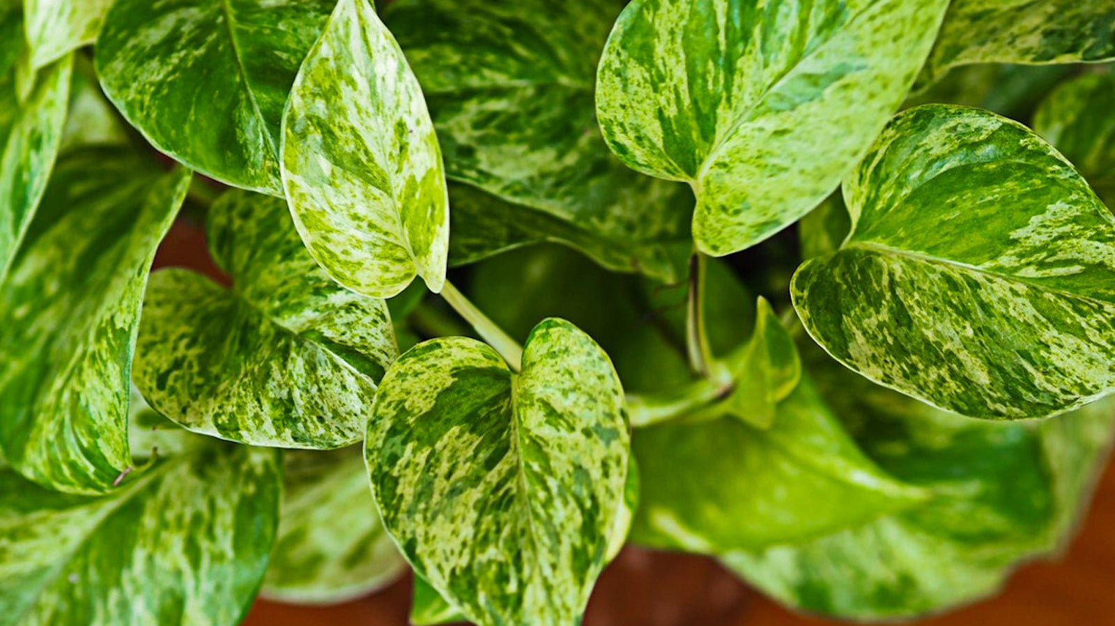 Pothos - Chive Ceramics Studio