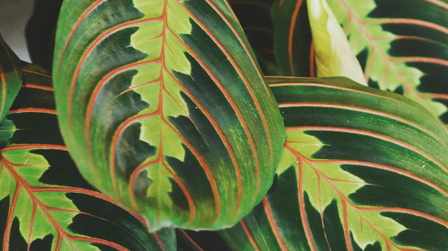 Close-up of a Prayer plant with large green leaves featuring prominent red and yellow veining.