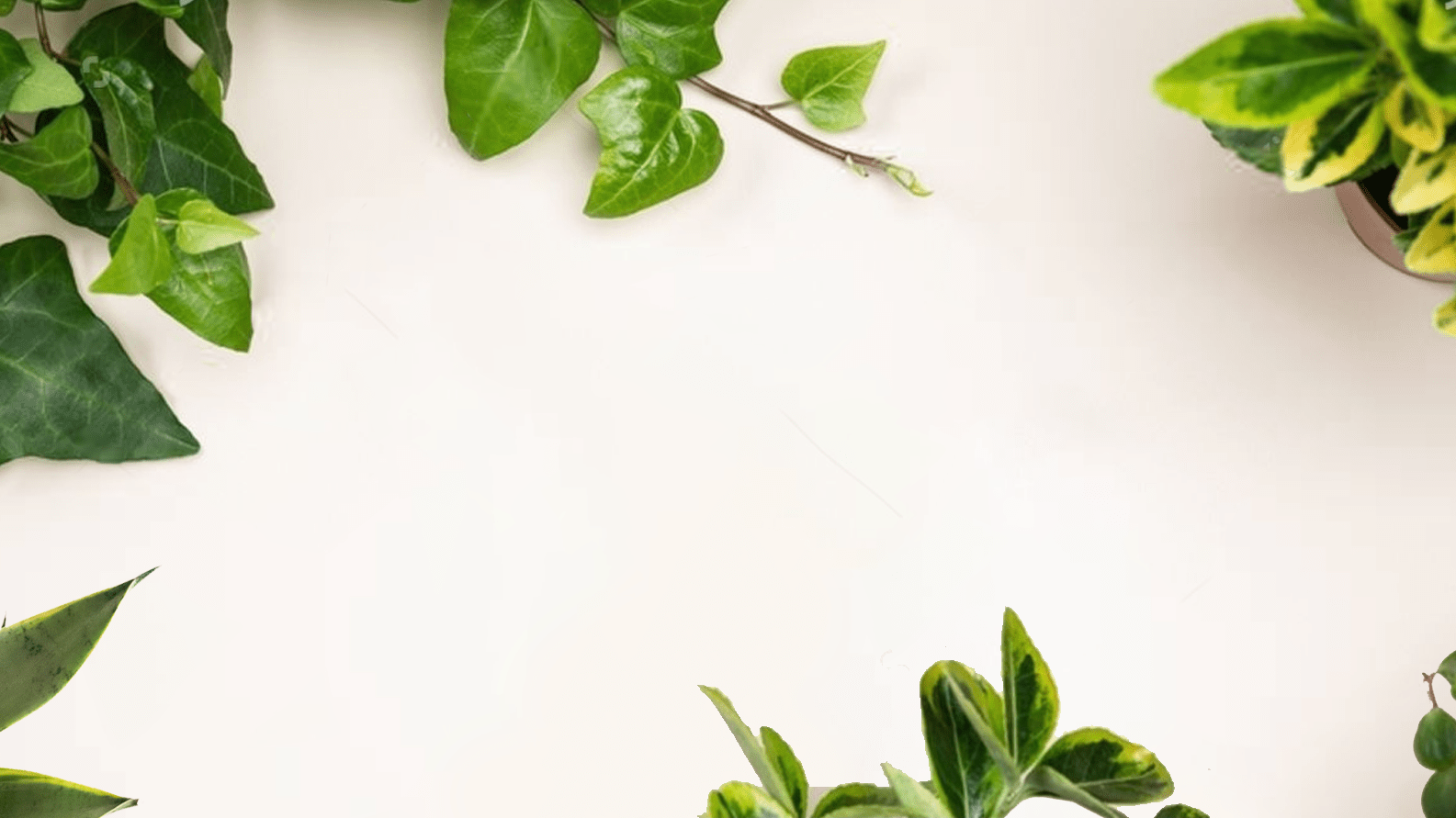 The Ultimate Repotting Guide (for Those Who Can't Keep a Plant Alive...Yet) - Chive Ceramics Studio