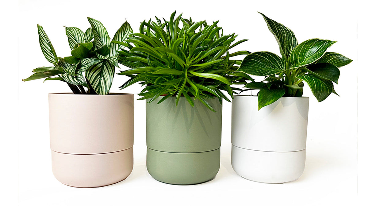 Self Watering Plant Pots Indoor: A Horticultural Salvation - Chive Ceramics Studio