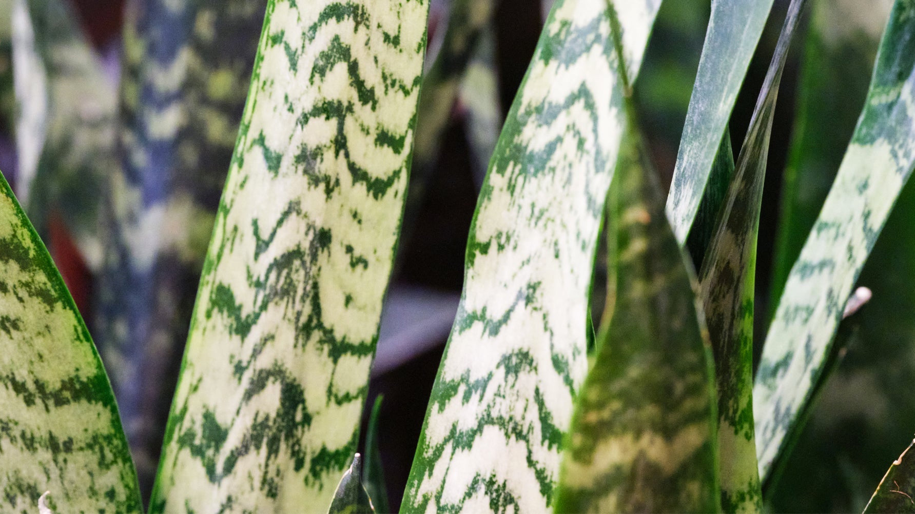 Sansevieria - Chive Ceramics Studio